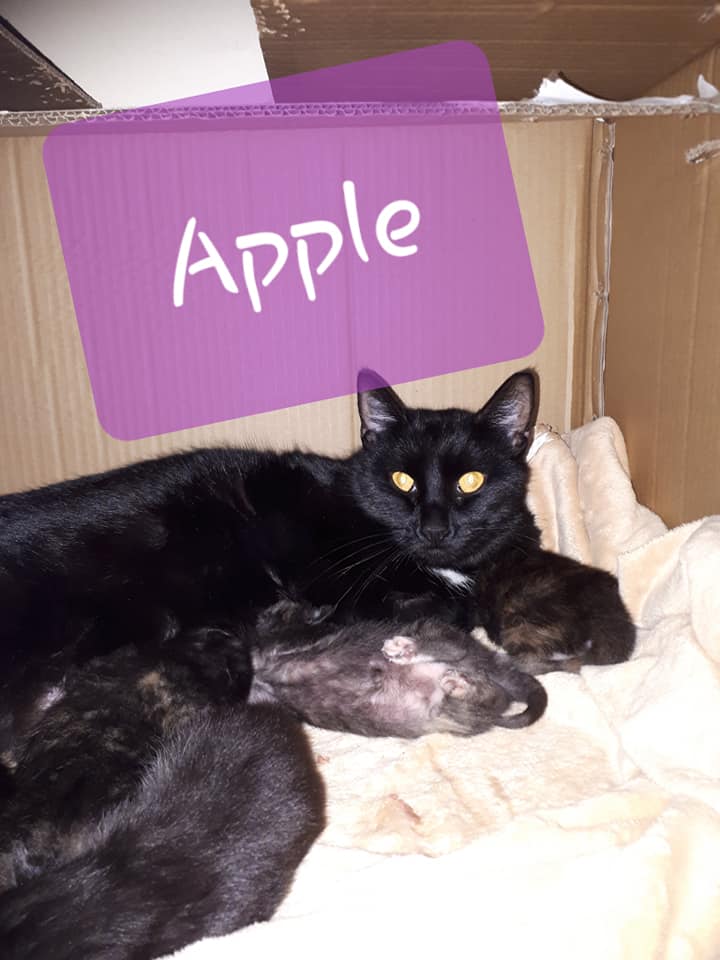 Apple & her kittens, Digby – currently in foster care
