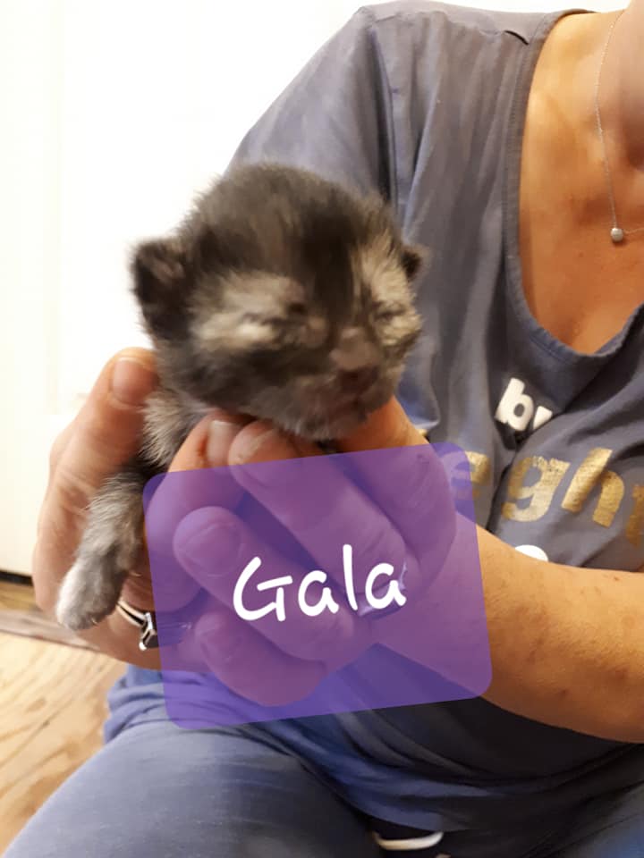 Gala, Digby – currently in foster care