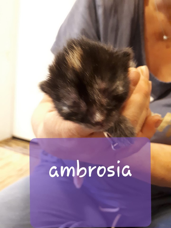 Ambrosia, Digby – currently in foster care