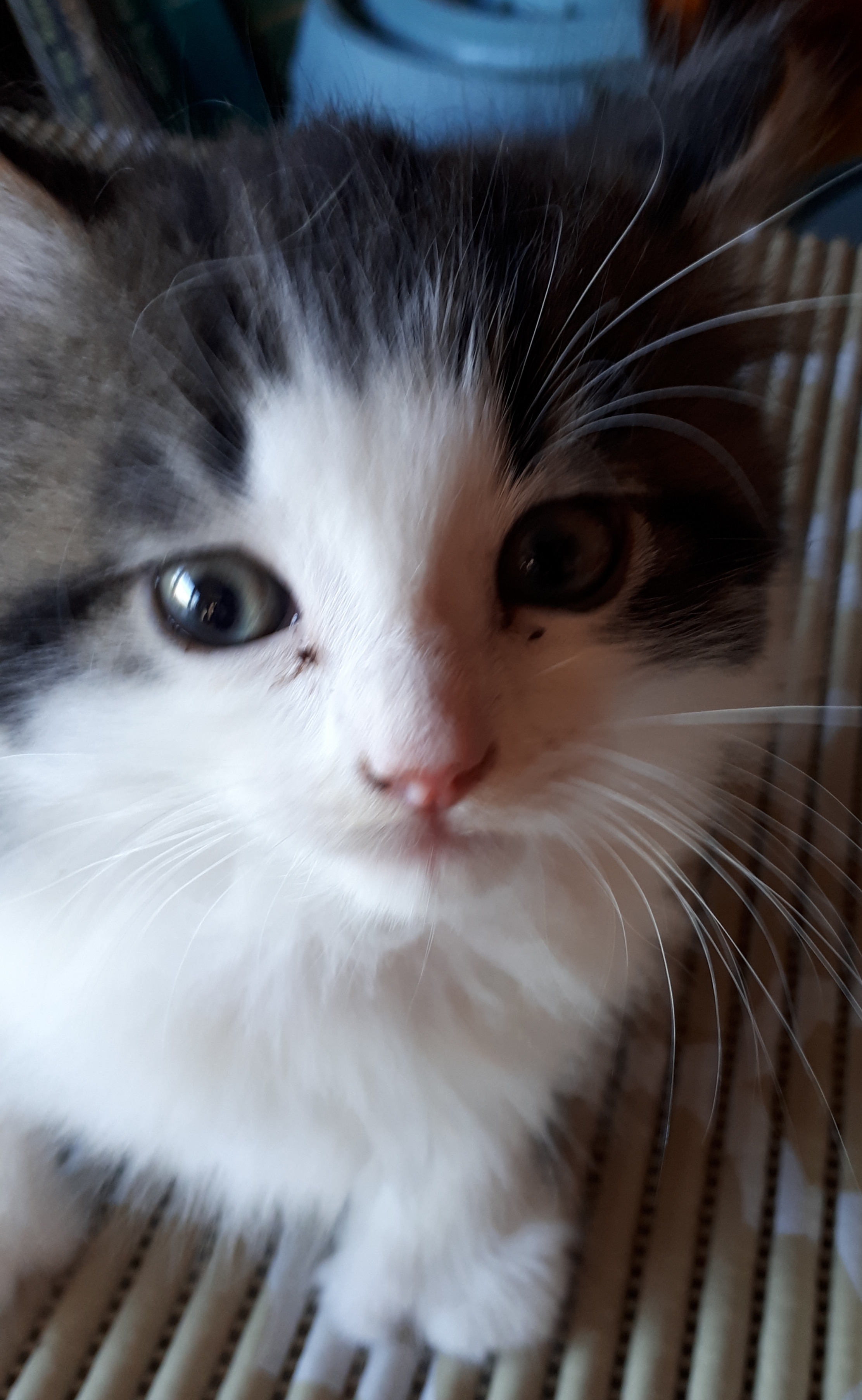Rowan, Digby – adopted through Tantallon Veterinary Hospital