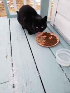Jeffers Black (Lily), Weymouth – currently in foster care