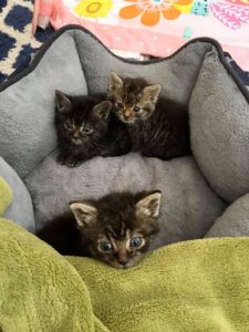 Yoda, Banshee and Smeagal, Digby – currently in foster care