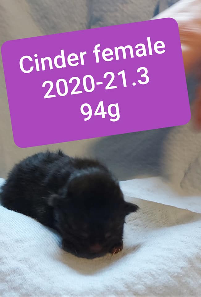 Cinder, Waterford – adopted!
