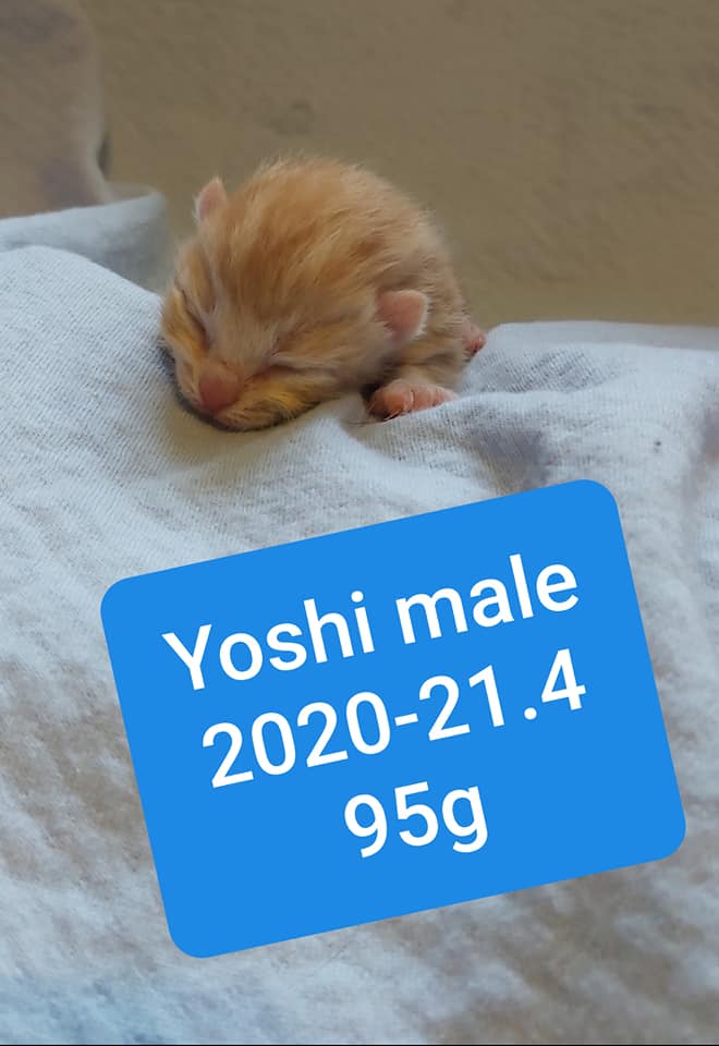 Yoshi, Waterford – adopted!