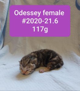 Odessey, Waterford – adopted!