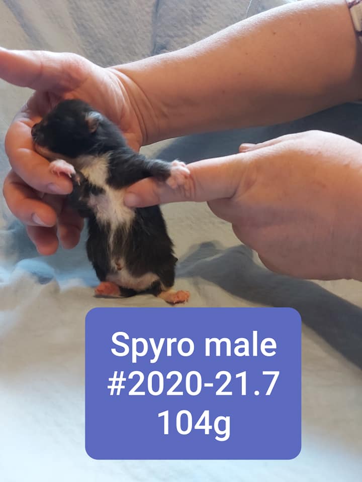 Spyro, Waterford – adoption pending!