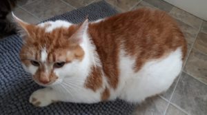 Milo, Digby – now in the care of SPCA Yarmouth