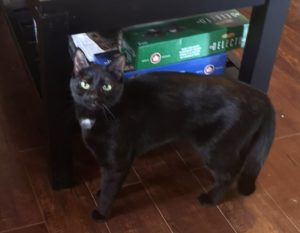 Kitters, Digby – adopted!
