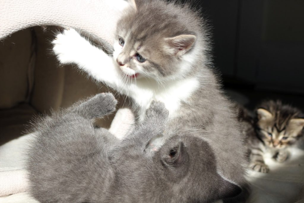 Kitten battles - Laila, Sugar Ray and Charlotte