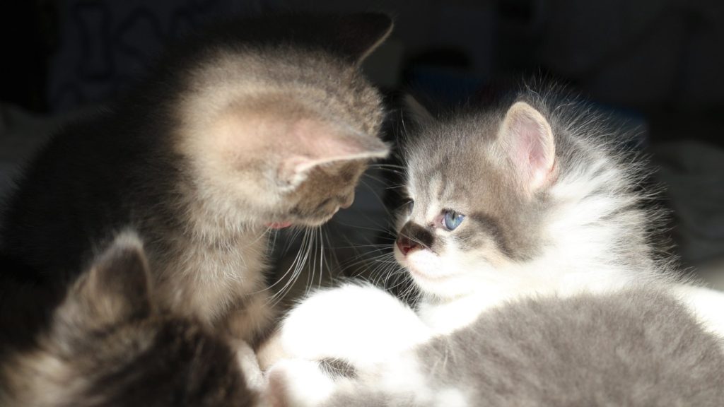Kitten battles - Snickers and Sugar Ray