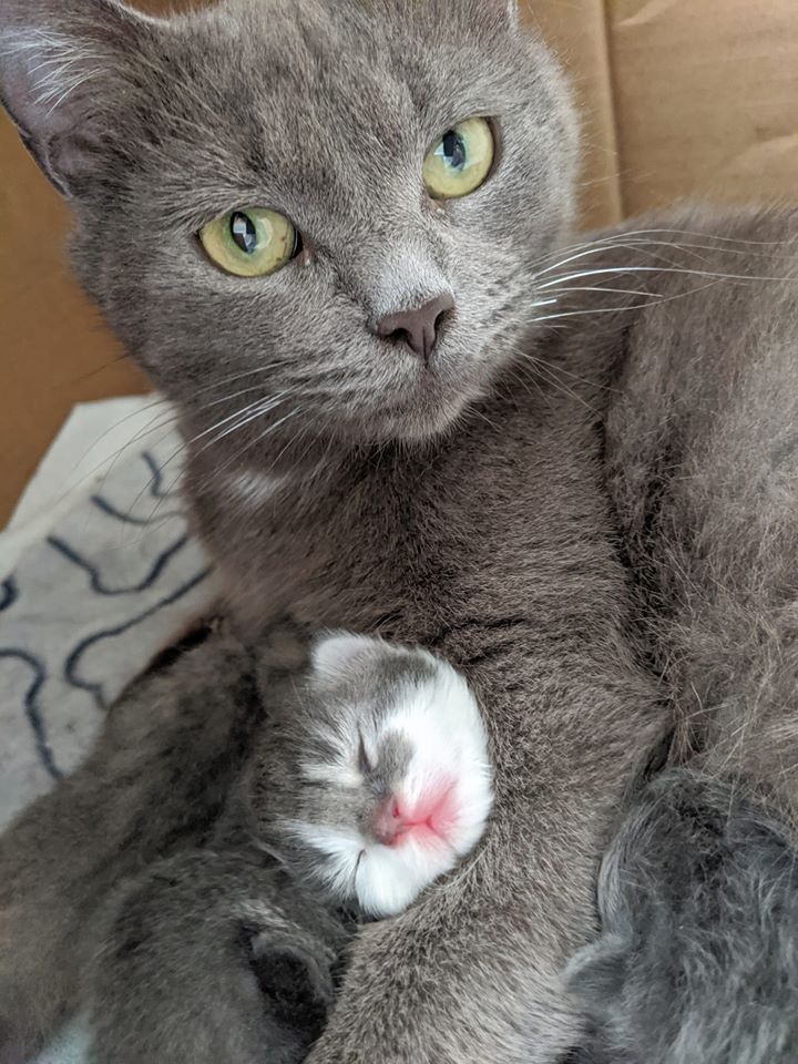 Blue with 1 of her newborn kittens