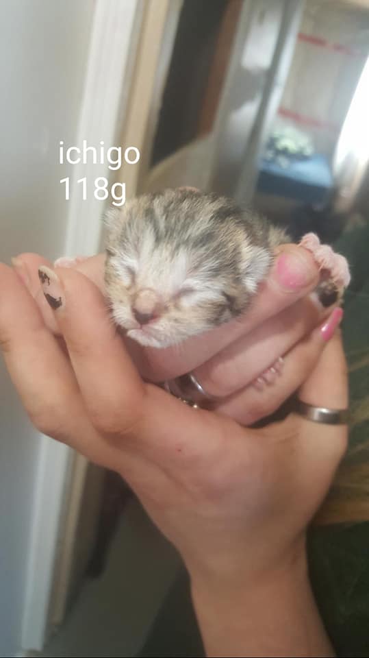 Ichigo, Marshalltown – currently in foster care