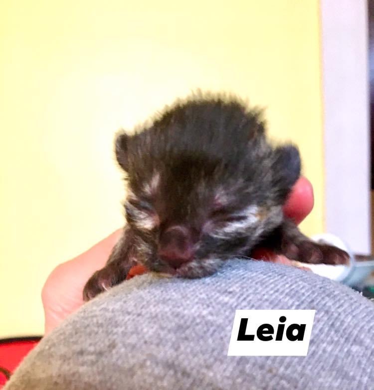 Leia, Bear River – currently in foster care
