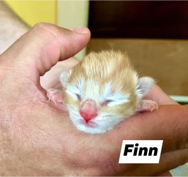 Finn, Bear River – currently in foster care