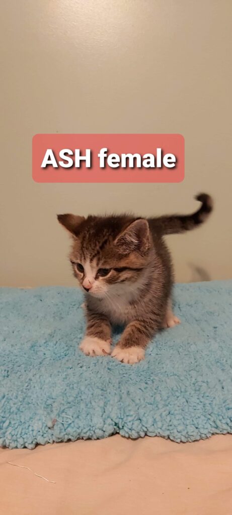 Ash, Digby – in foster care