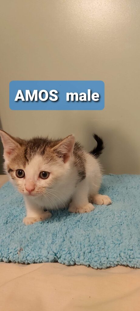 Amos, Digby – in foster care