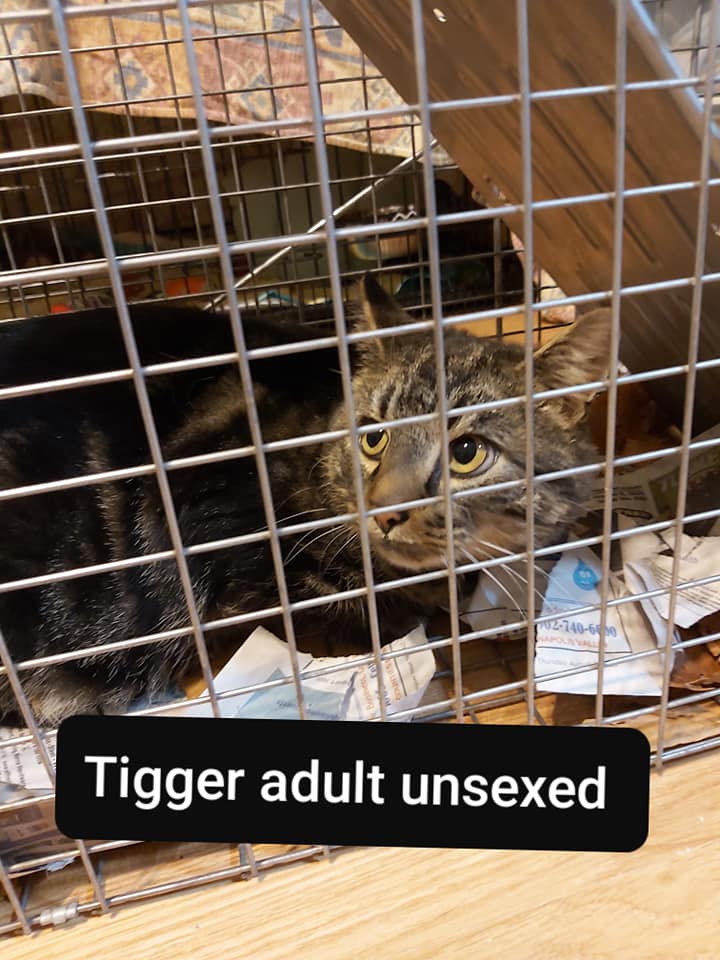 Tigger, Digby – adopted as a barn cat