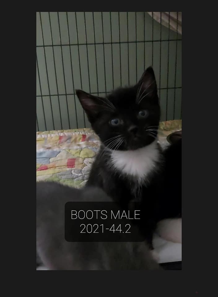 Boots – in foster care