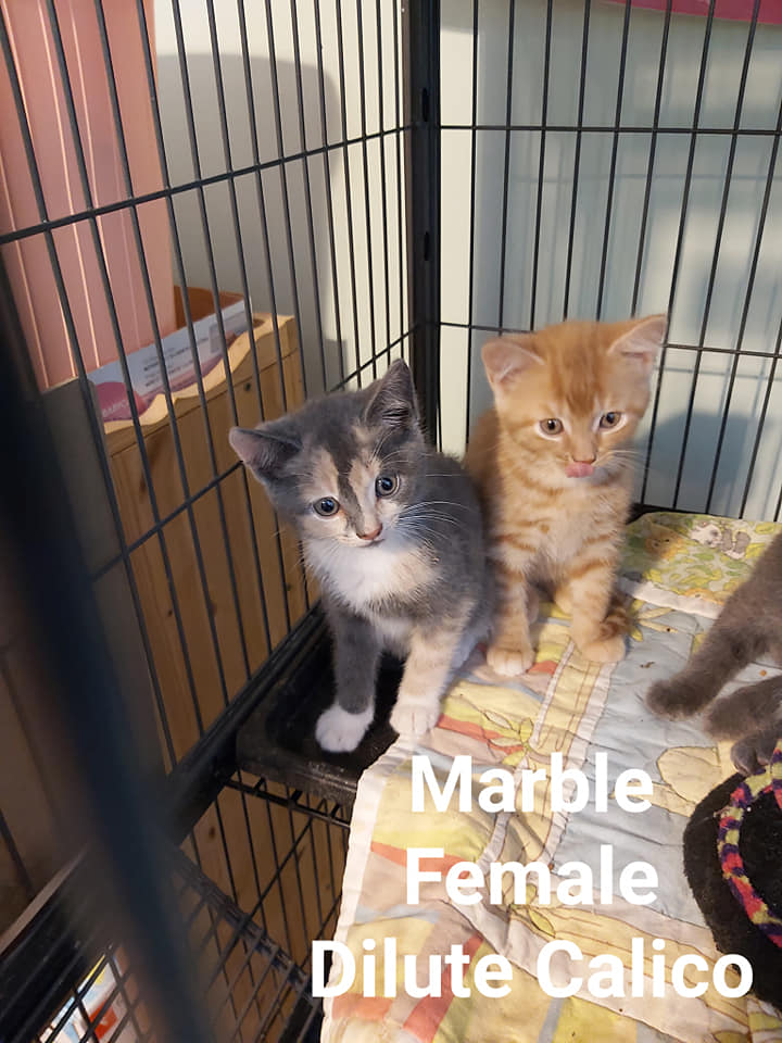 Marble – in foster care