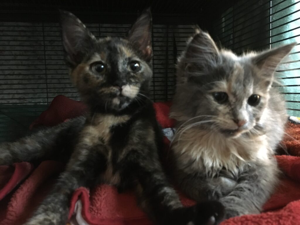 Demeter and Gremlin – in foster care