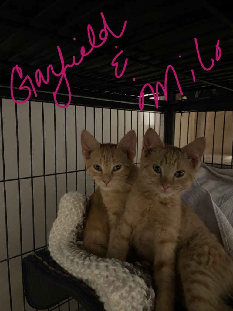 Garfield and Milo – adopted/in foster care