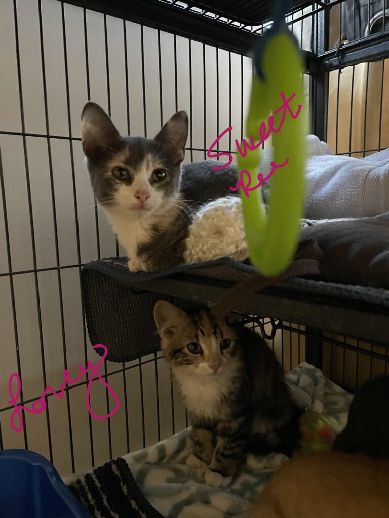 Lovey and Sweet Pea – adopted/in foster care