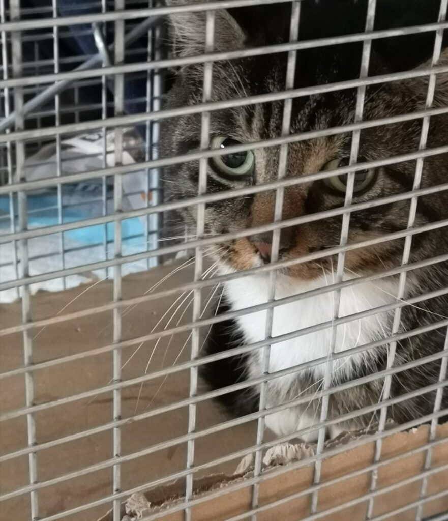 Cat – adopted through SPCA Yarmouth