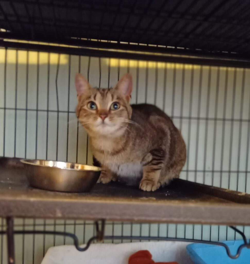 Spicey Gal – owner found and cat returned!
