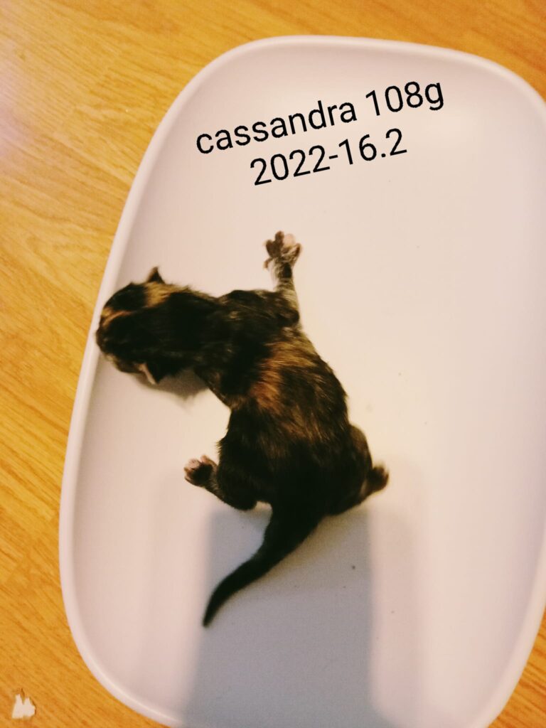 Cassandra – in foster care
