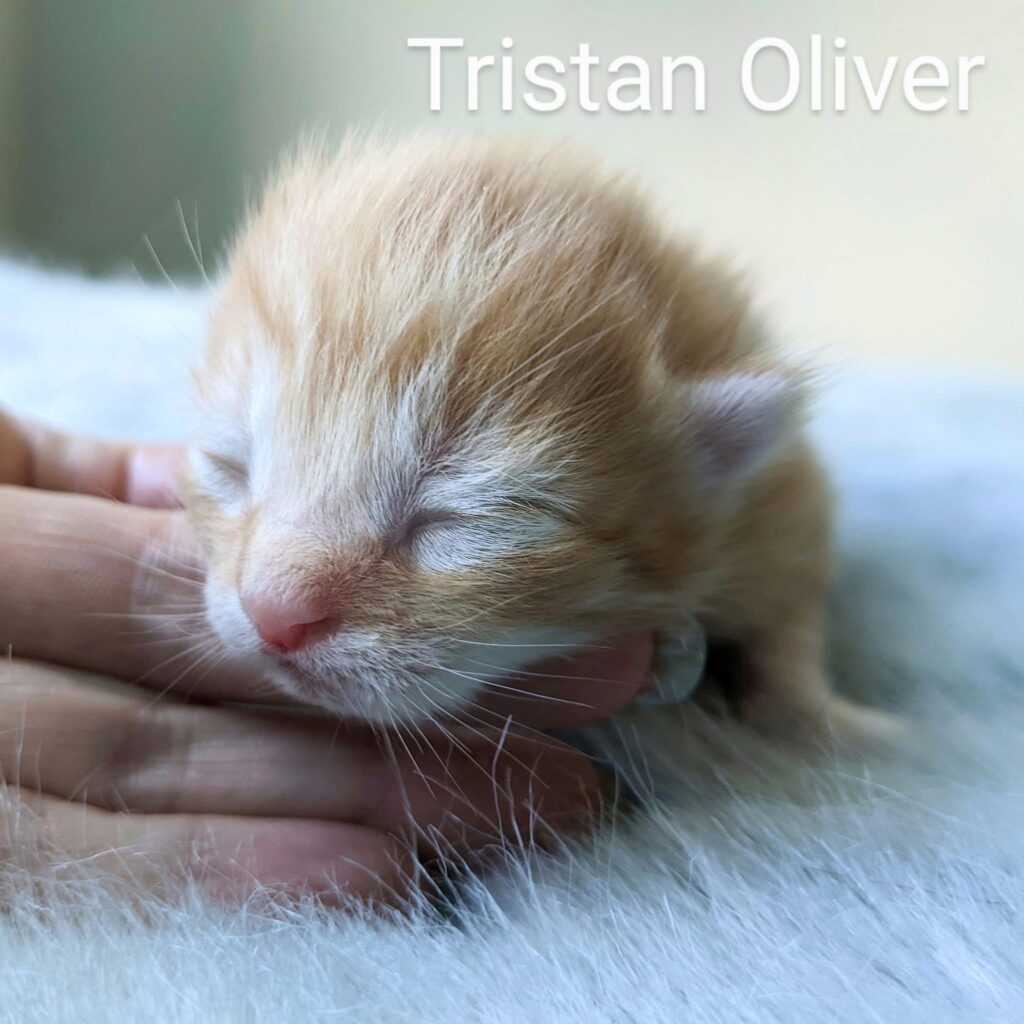 Tristan Oliver – in foster care