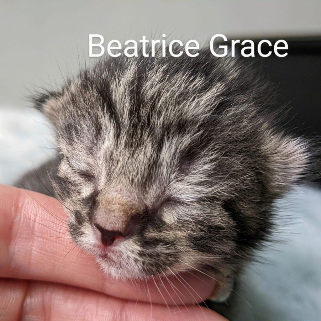 Beatrice Grace – in foster care