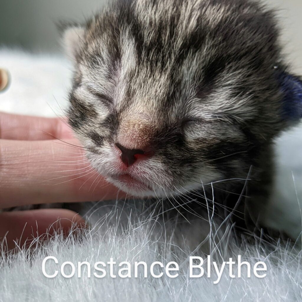Constance Blythe – in foster care
