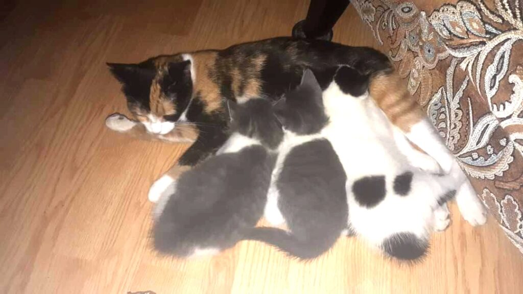 Cindi’s kittens #1 – adopted through SPCA Kings