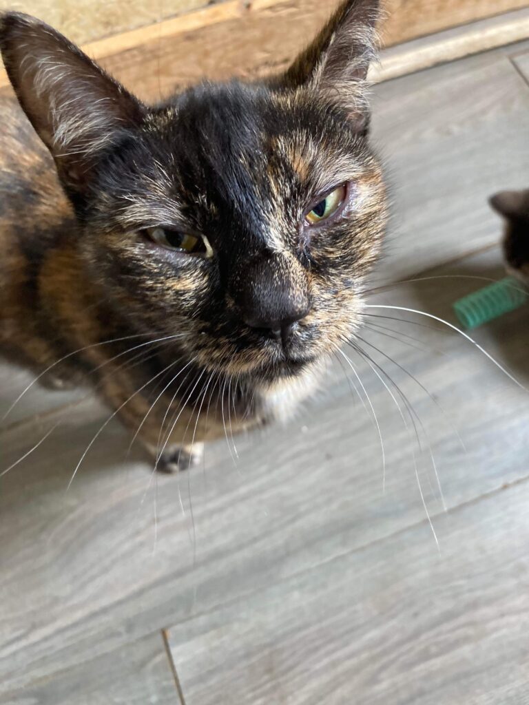 Mama Cat – adopted through SPCA Yarmouth