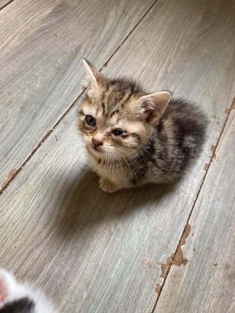 Kitten – adopted through SPCA Yarmouth