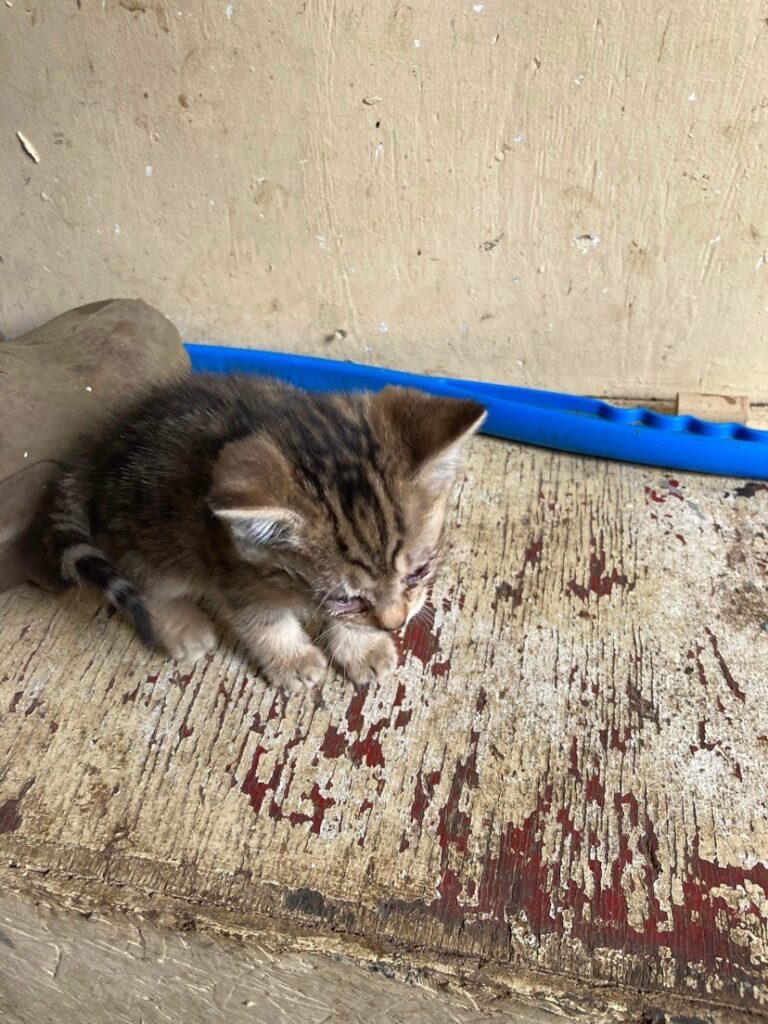 Kitten – adopted through SPCA Yarmouth