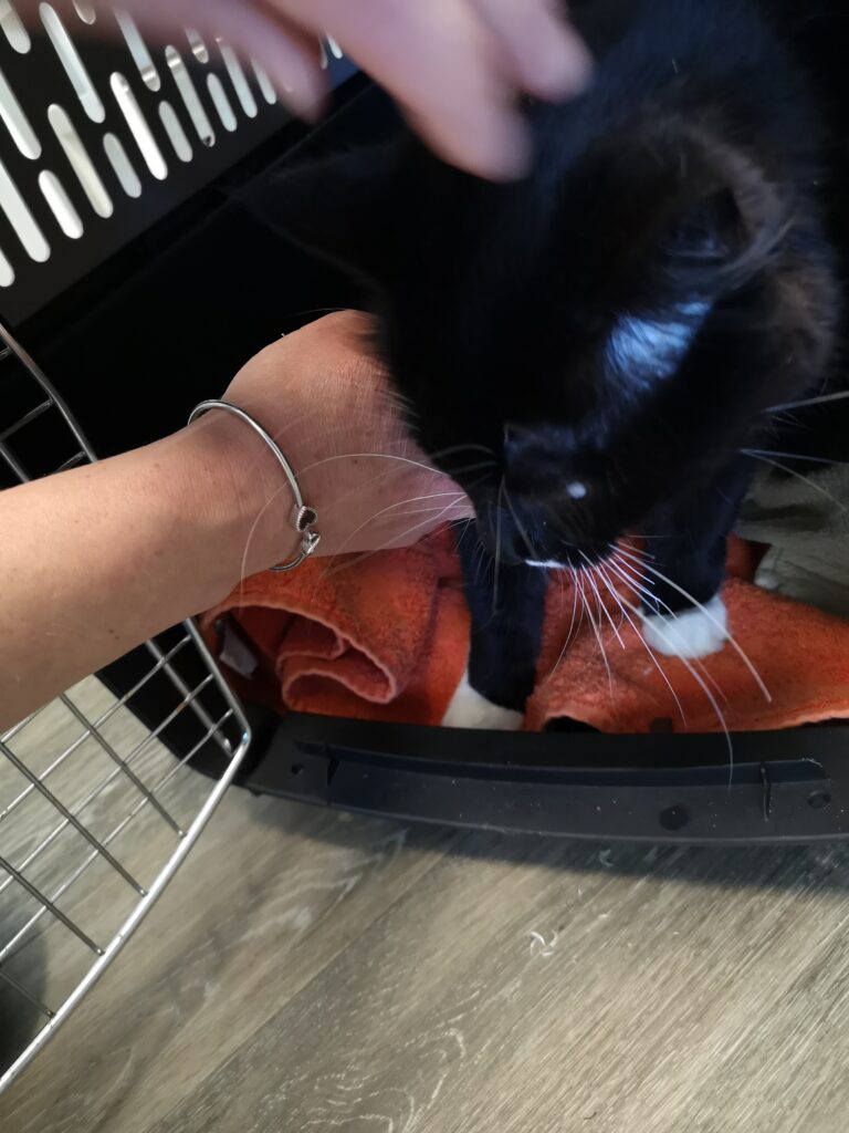 Molly – adopted through SPCA Yarmouth