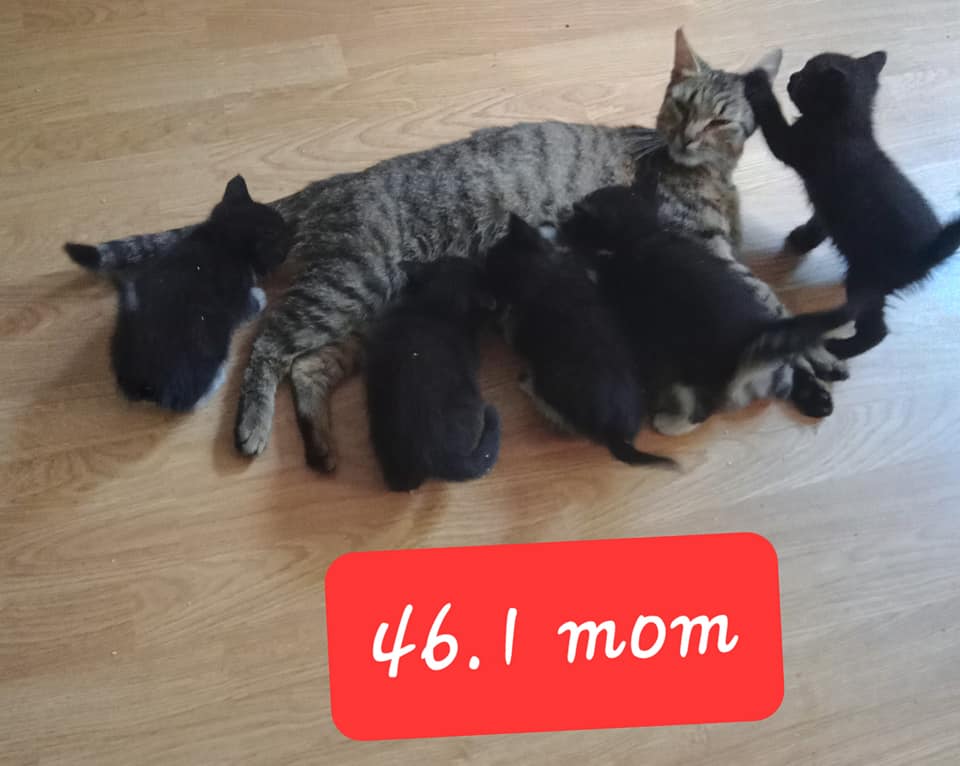 Kitten – in foster care
