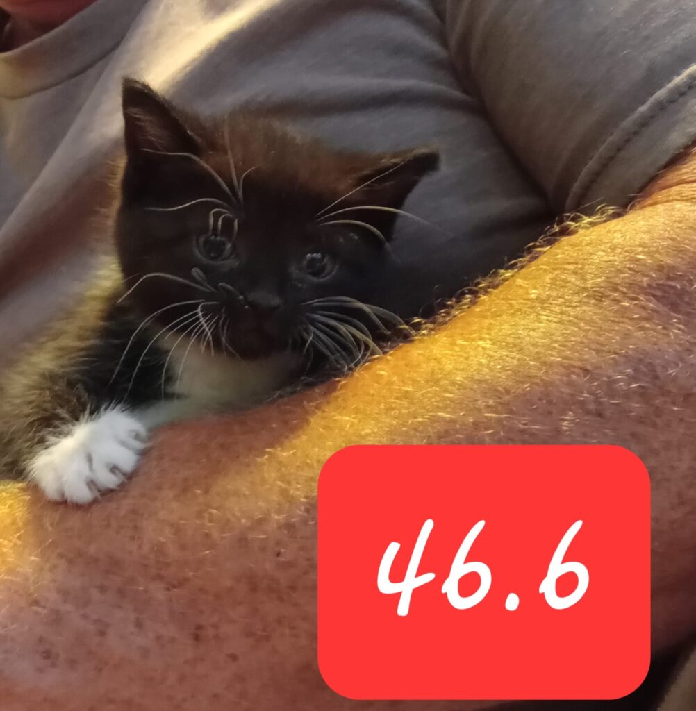 Kitten – in foster care