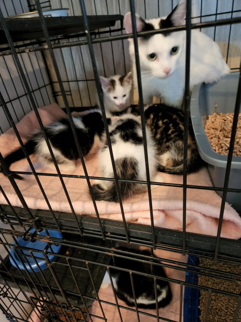 Margot & her 4 kittens – transferred to another rescue