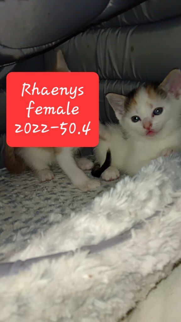 Rhaenys – in foster care
