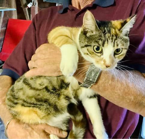 Kitten – owner found; kitty back home!