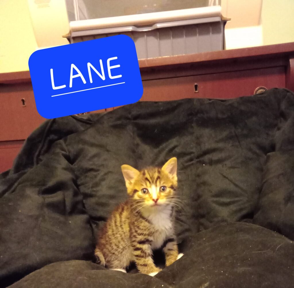 Lane – in foster care