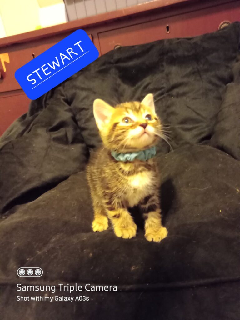 Stewart – in foster care