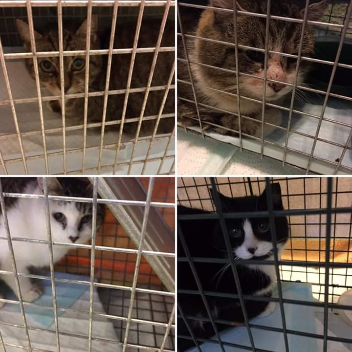 2 Males, 2 Females, Jordantown - all 4 are now sheltered barn cats in Clementsvale!