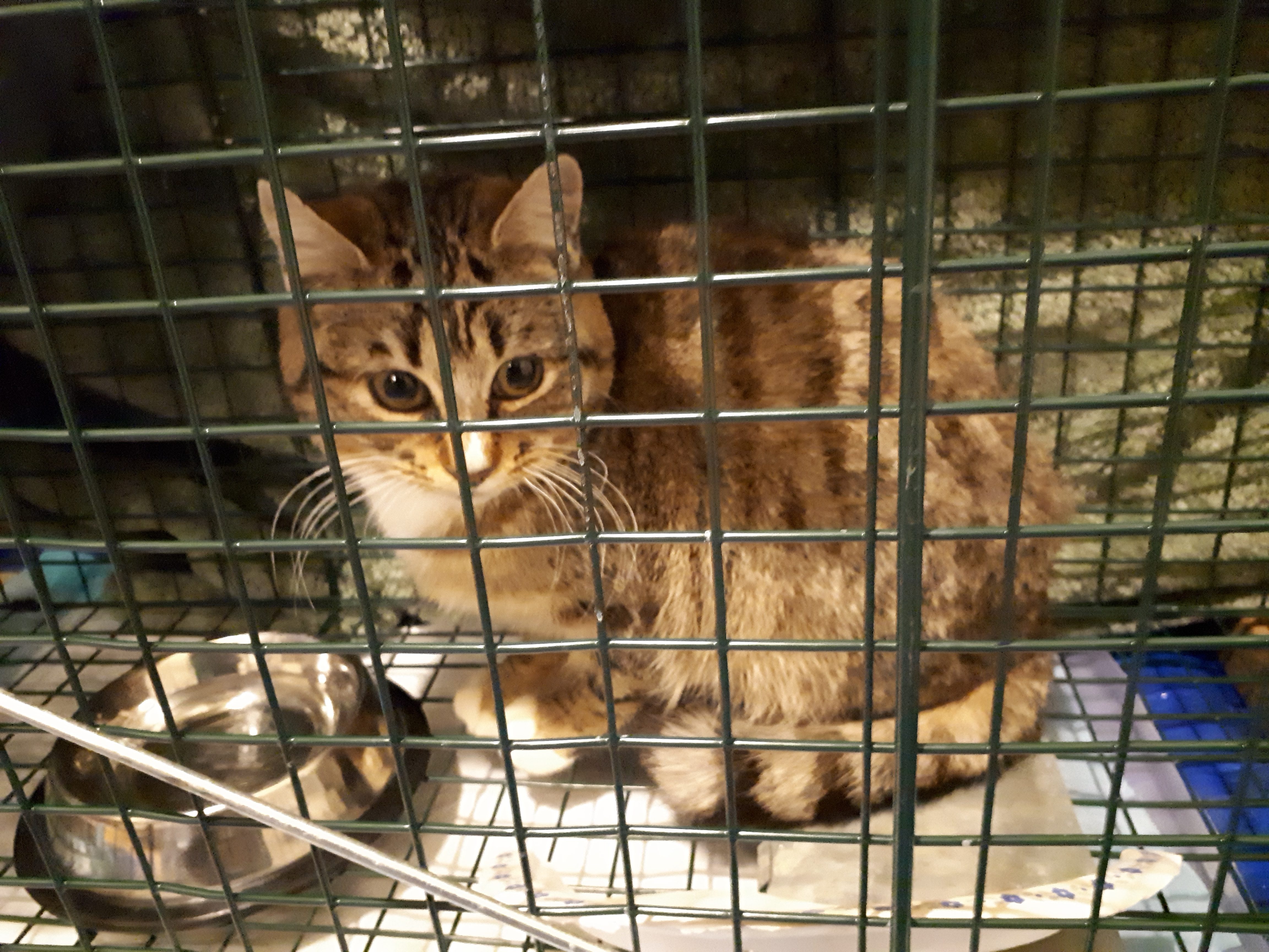 Joni, Jordantown - successful TNR to a feral colony!