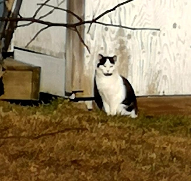 Oreo, Jordantown - successful TNR to a feral colony!