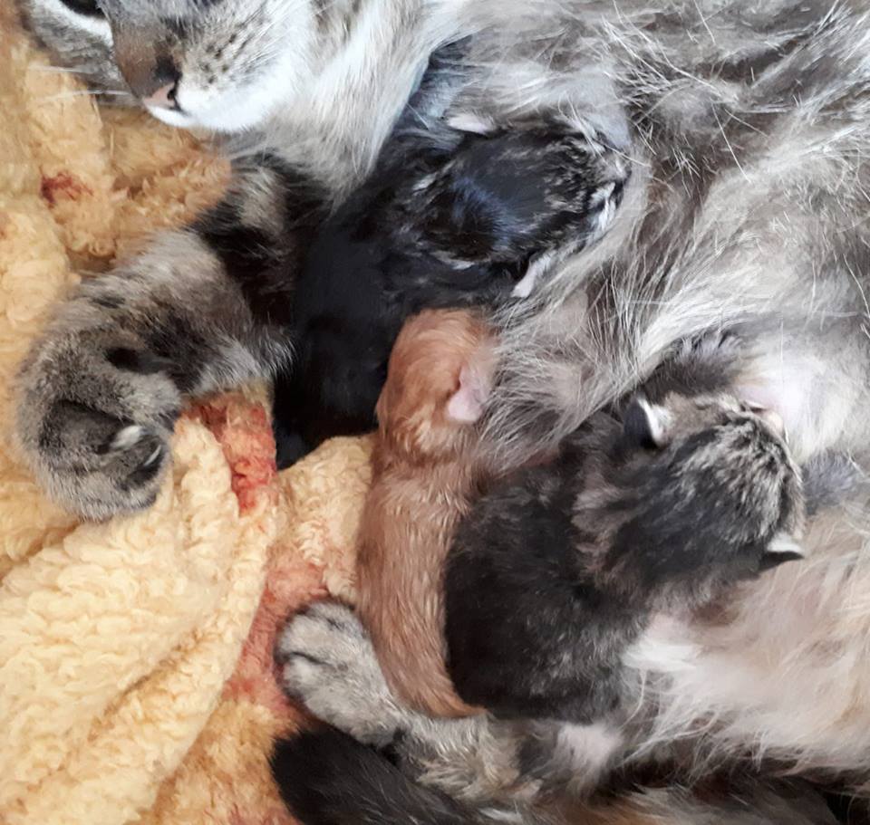 Libby's 3 New Kittens! Born April 4, 2019