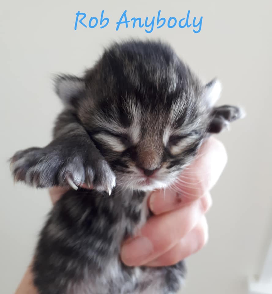 Rob Anybody, Bear River – currently in foster care