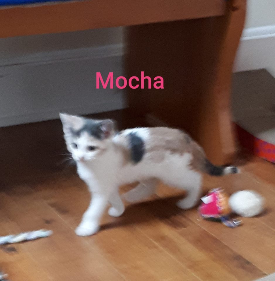 Mocha, Digby – adopted through Tantallon